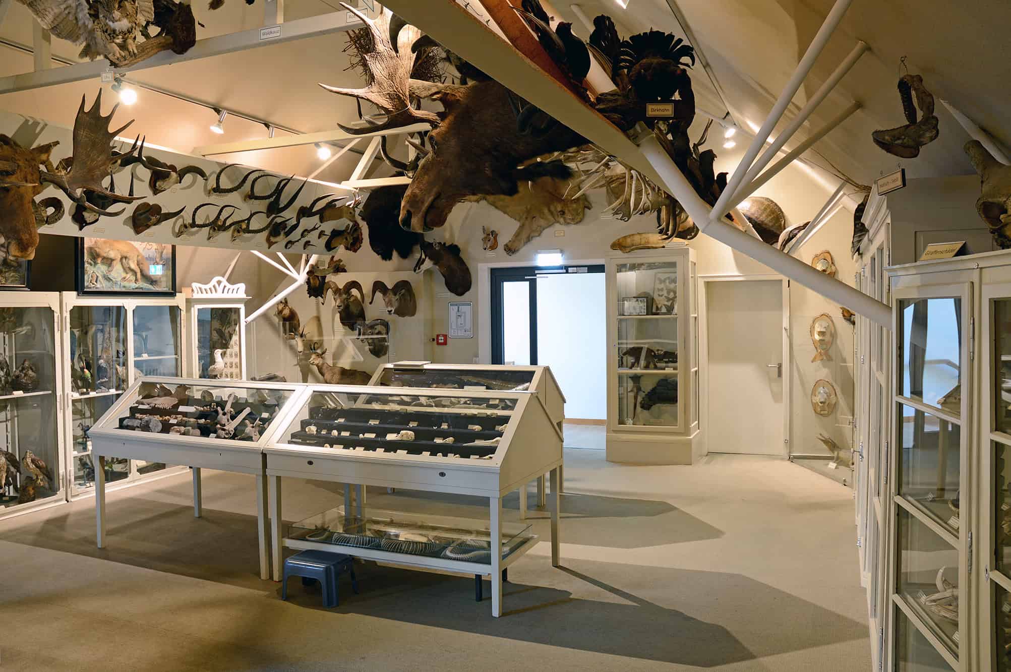 Pfalzmuseum für Naturkunde - POLLICHIA-Museum – Bild 6