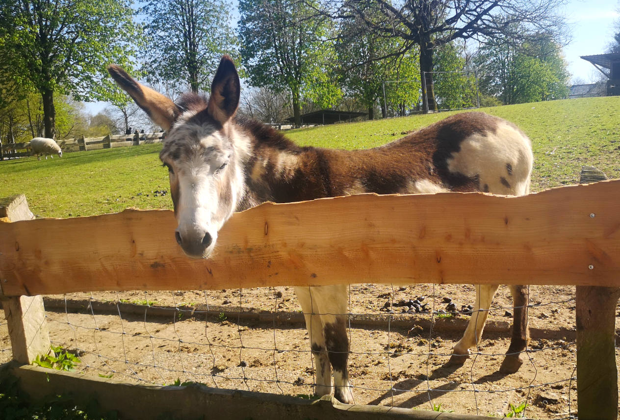 Wildpark Schwentinental – Bild 2