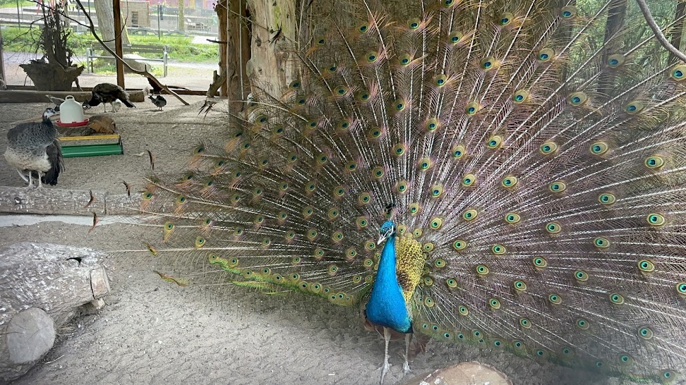 Wildpark Schwentinental – Bild 3