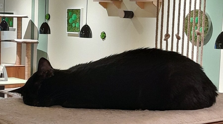 Katzentempel Minden – Bild 4