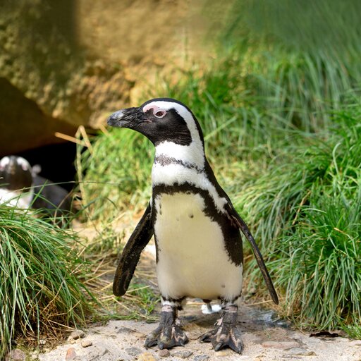 Pinguinhaus – Bild 2