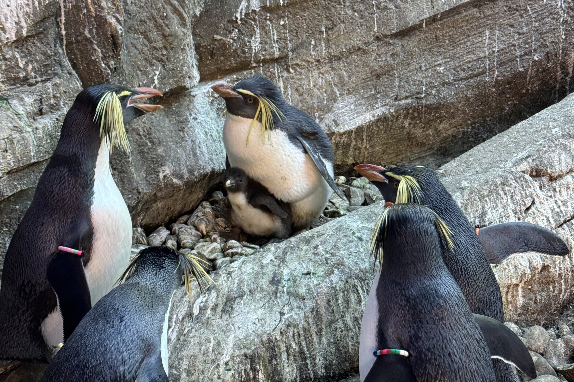 Pinguinhaus – Bild 3