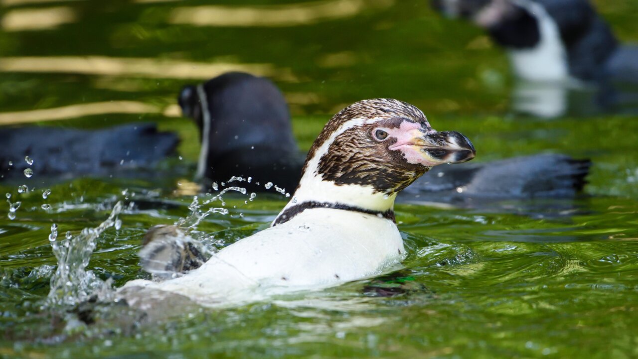 Pinguinhaus – Bild 5