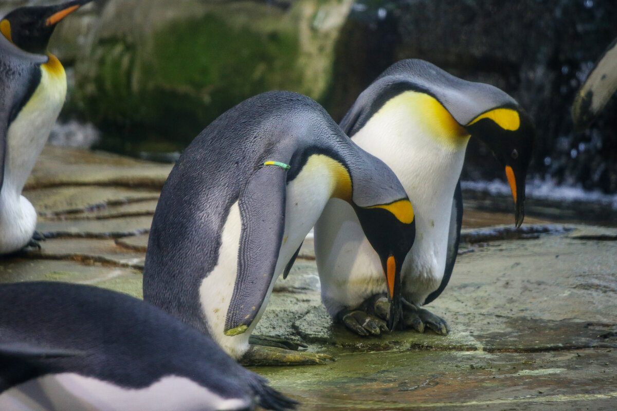 Pinguinhaus – Bild 6