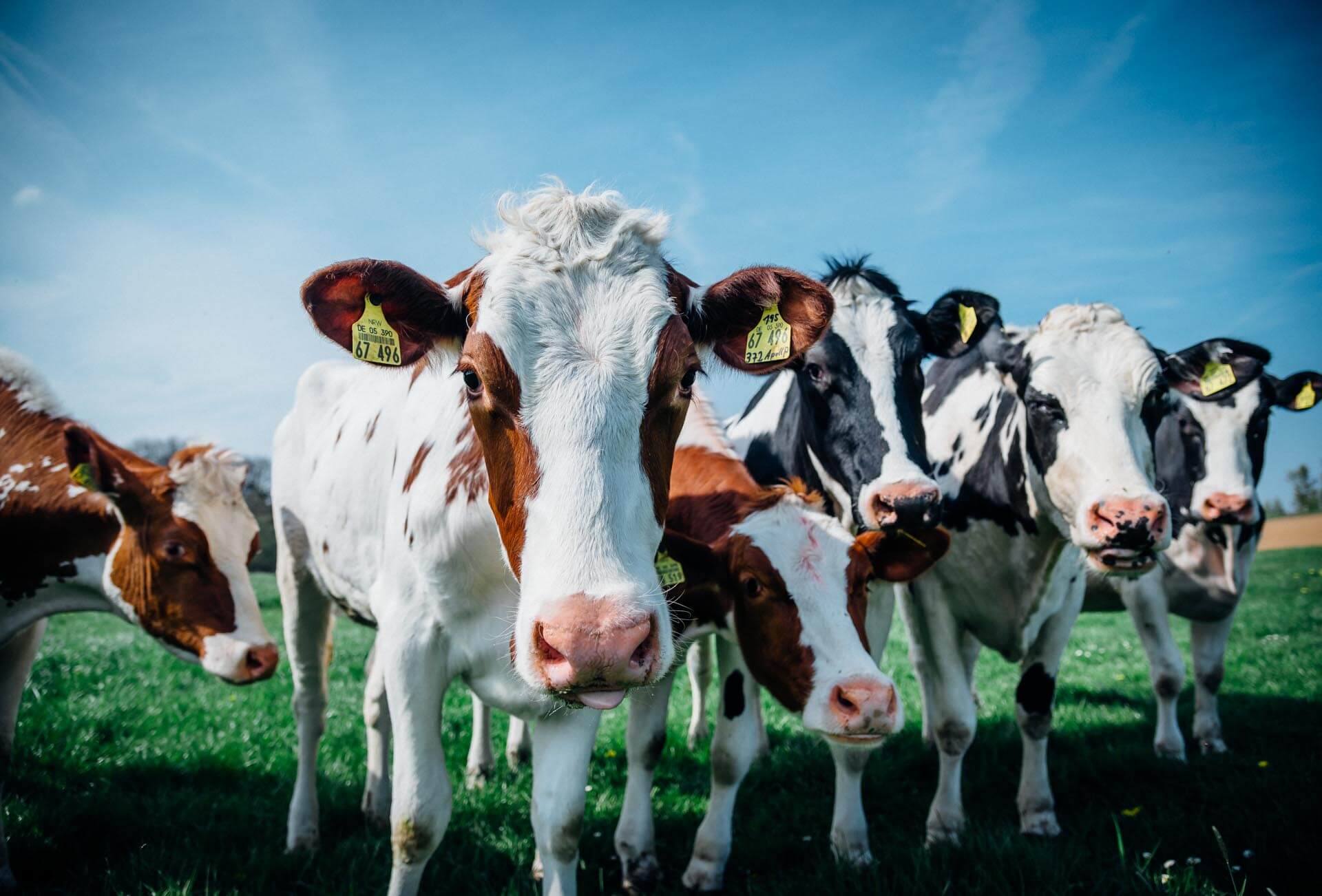 Bauernhof Stöcker – Bild 3