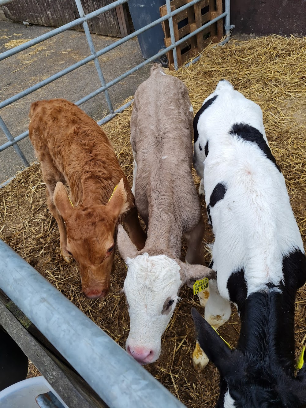 Bauernhof Stöcker – Bild 4