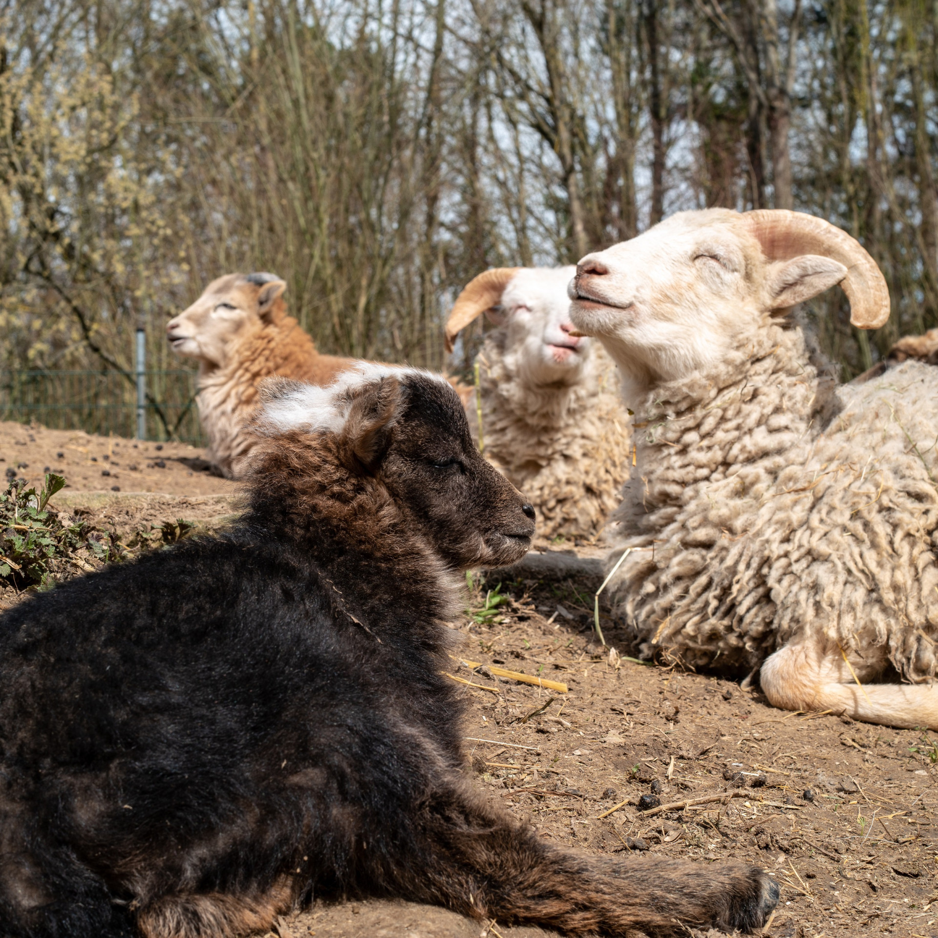 Leintalzoo Schwaigern – Bild 3