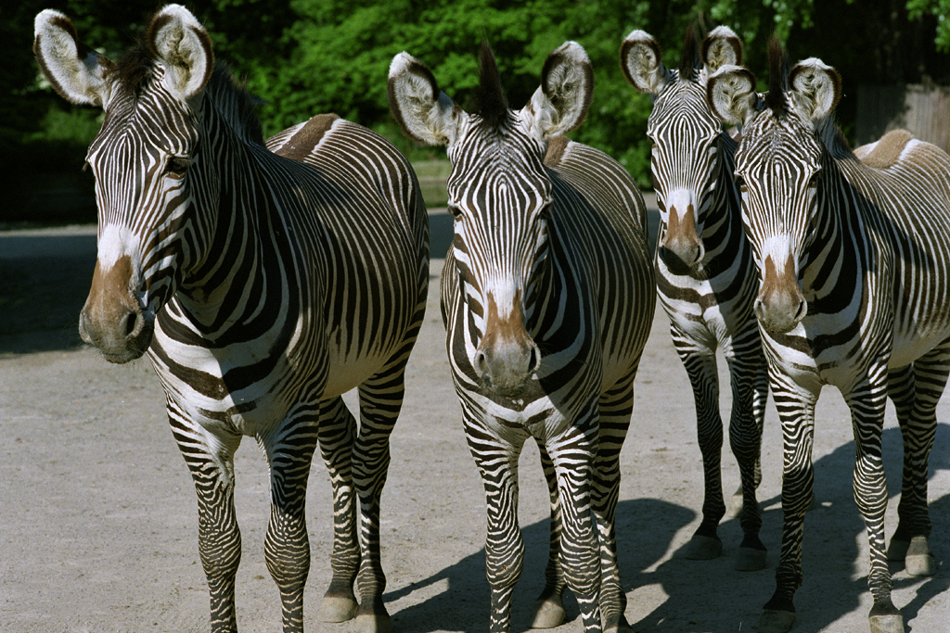 Kölner Zoo – Bild 2