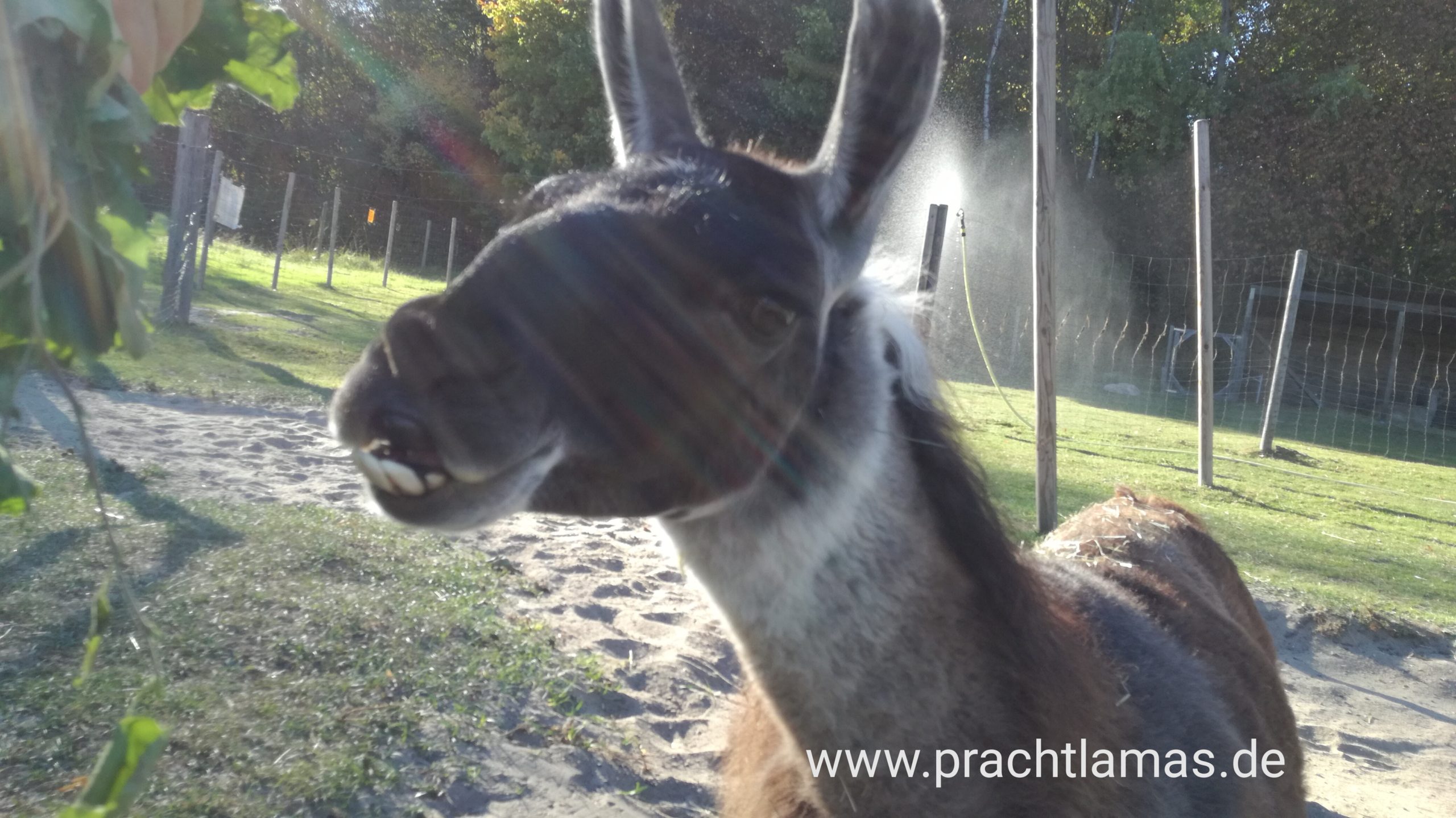 Prachtlamas – Bild 6