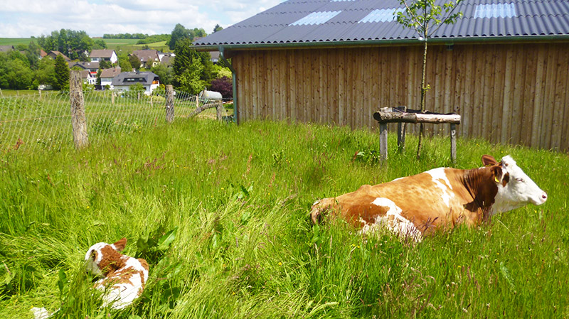 Hofladen Irlenhof – Bild 4