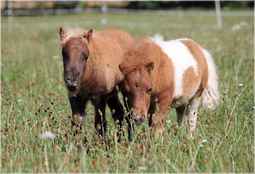 Naturhof am Bromberg – Bild 1