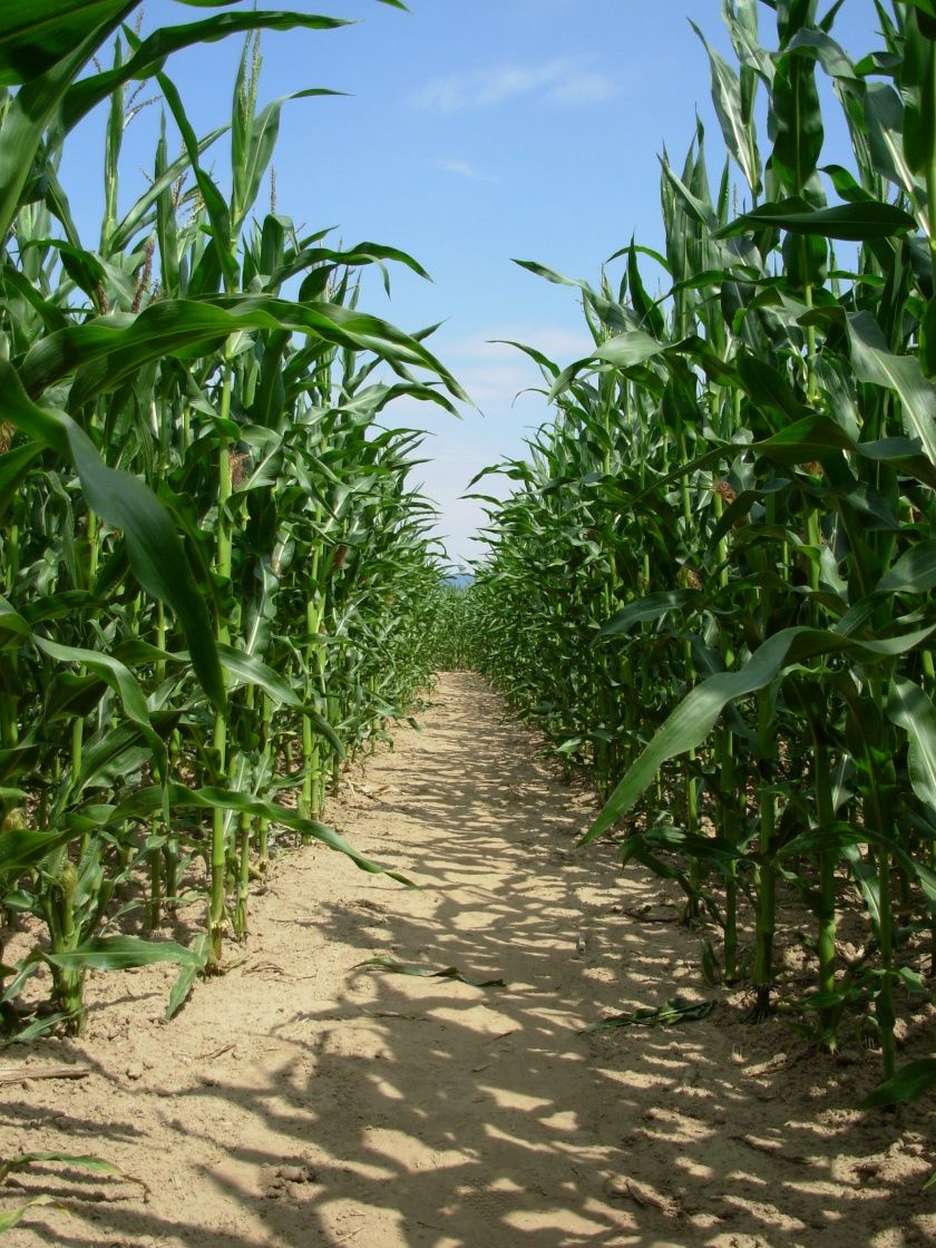 Maisalm Merzig – Bild 4