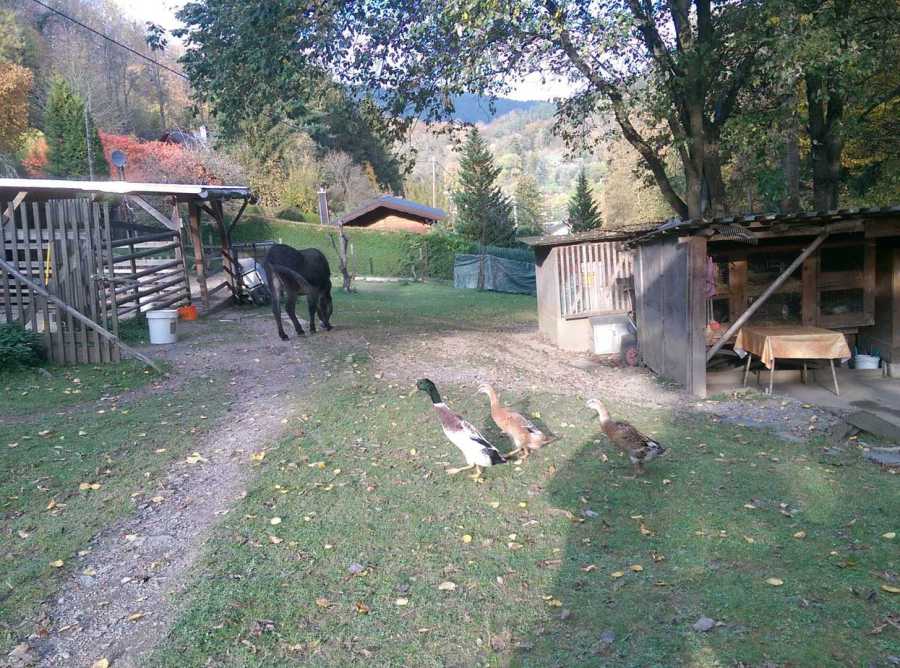 Leutenberger Kinderbauernhof im Grünen e.V. – Bild 3