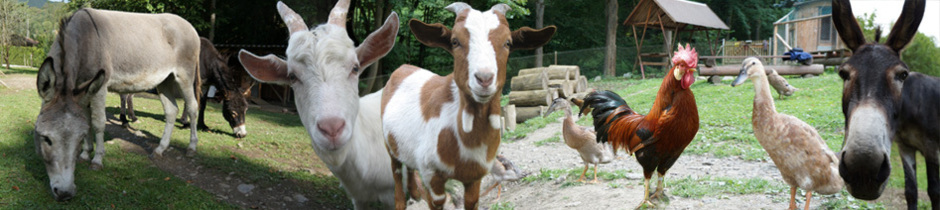 Leutenberger Kinderbauernhof im Grünen e.V. – Bild 5