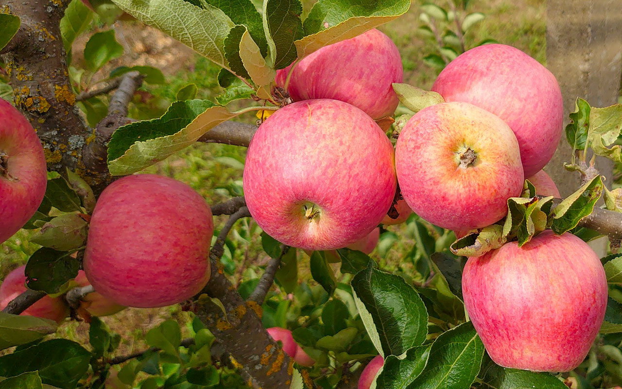 Bauernhof Santo – Bild 5