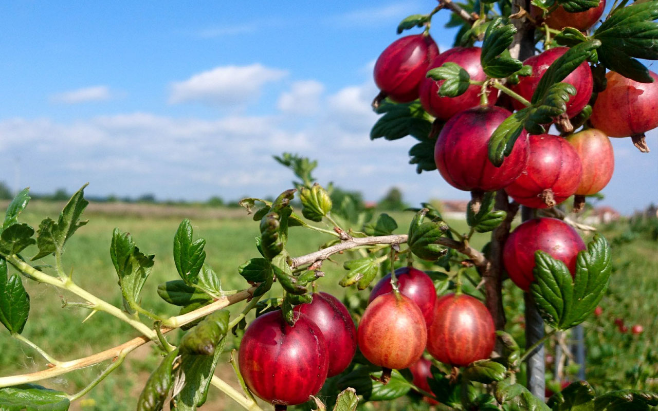 Bauernhof Santo – Bild 6