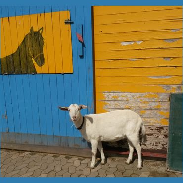 Kinderbauernhof Kirchdorf e.V. – Bild 1