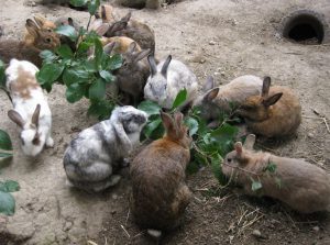 Kinderbauernhof Kirchdorf e.V. – Bild 5