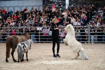 Falknerei auf Achse – Bild 1