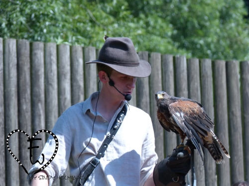 Falknerei auf Achse – Bild 2