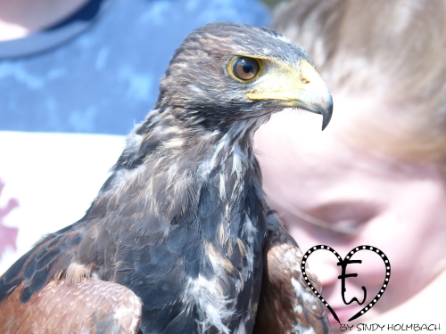 Falknerei auf Achse – Bild 3