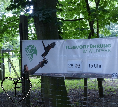 Falknerei auf Achse – Bild 4