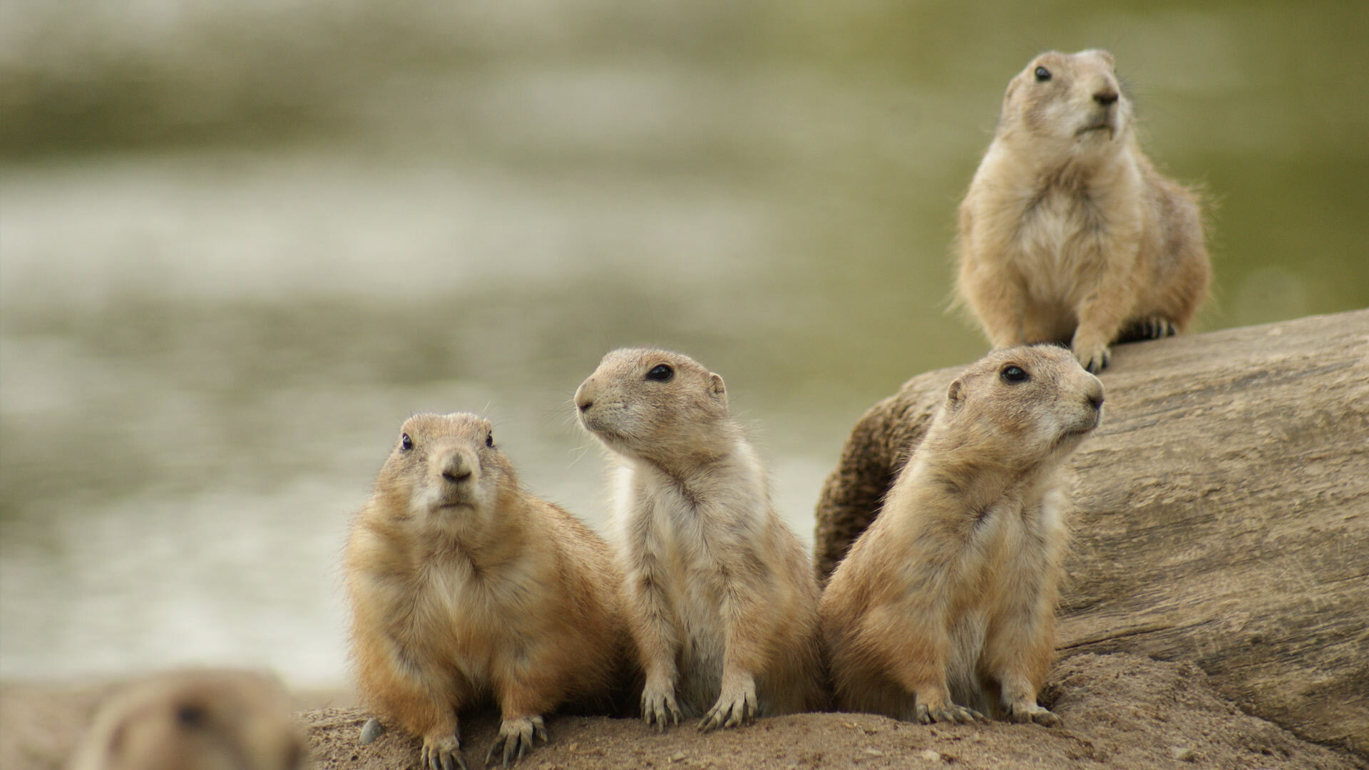 Tierpark Greifswald gGmbH – Bild 6