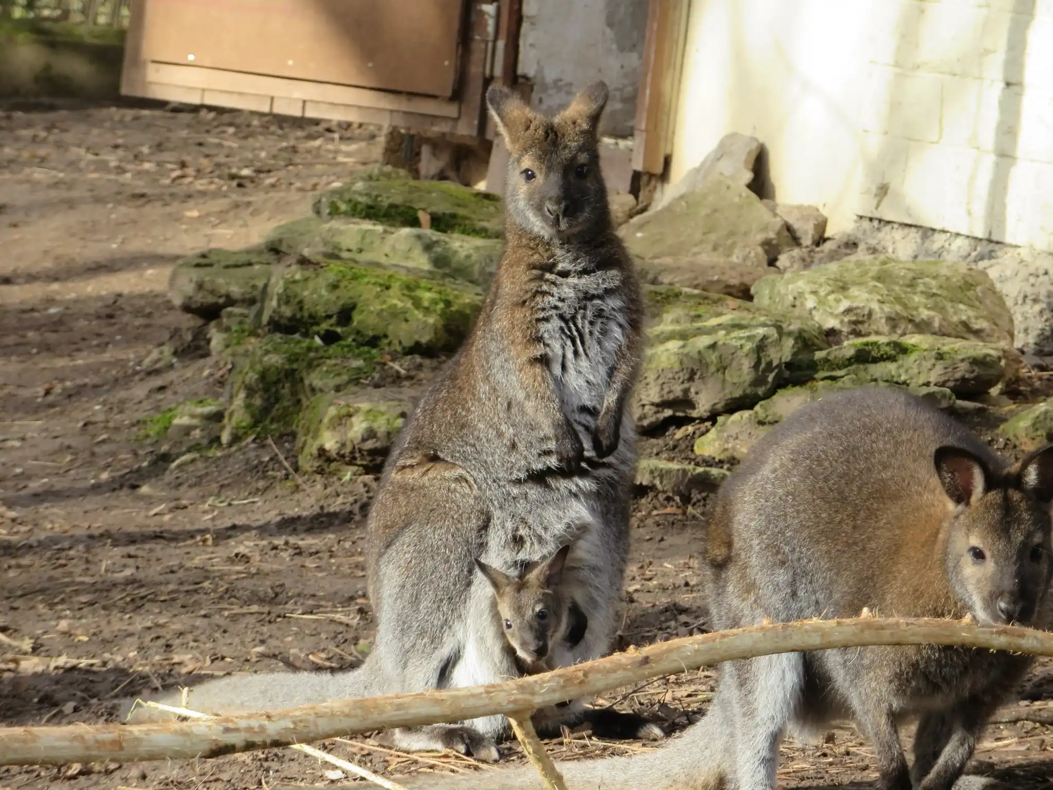 Tiergarten Eisenberg – Bild 3