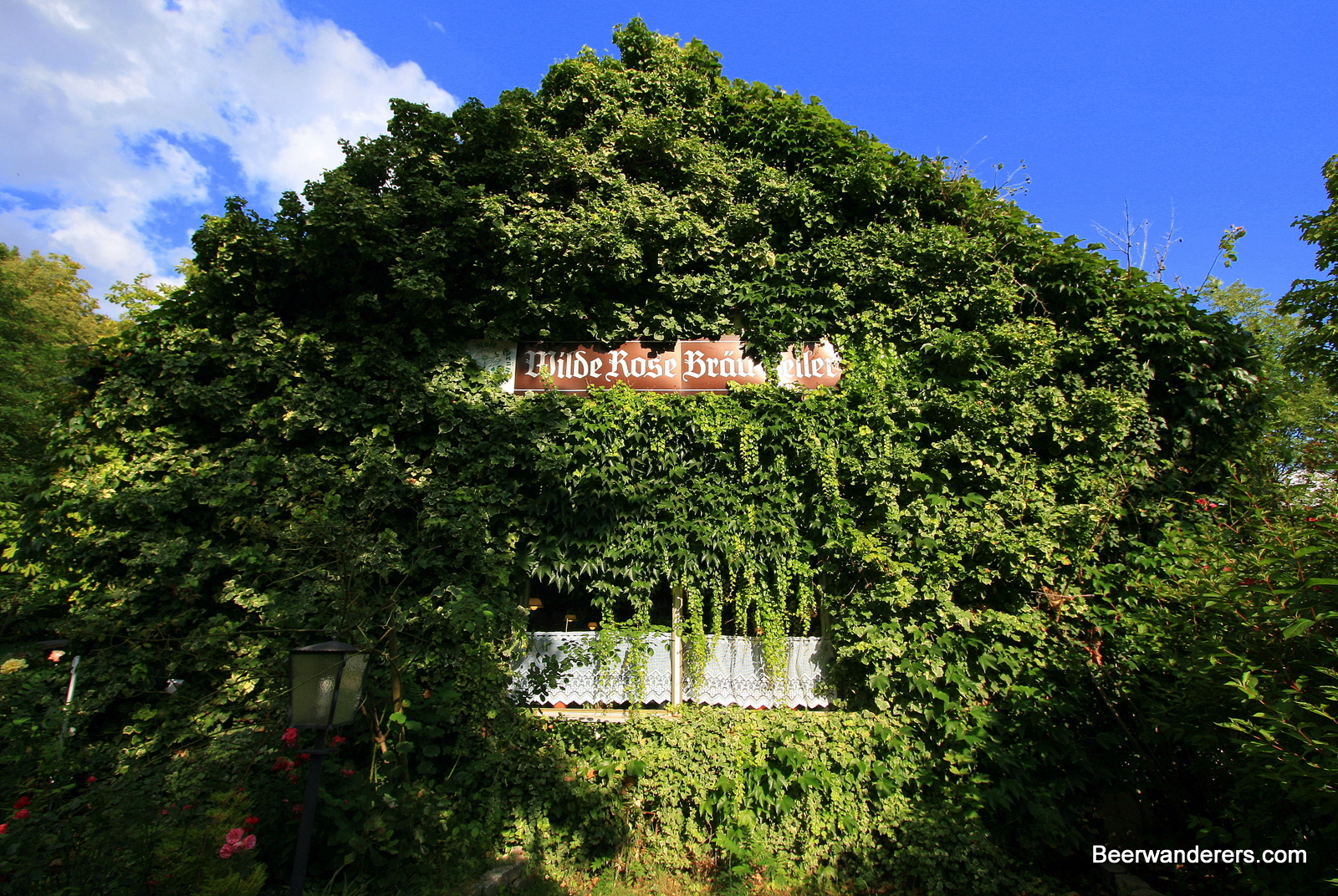 Wilde-Rose-Keller – Bild 2