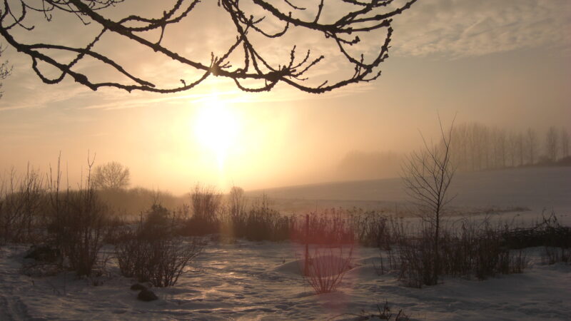 Wilde Wiese Freidorf – Bild 6