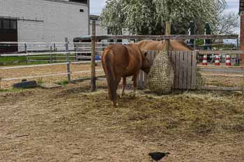 Kleine Mitmachfarm – Bild 3