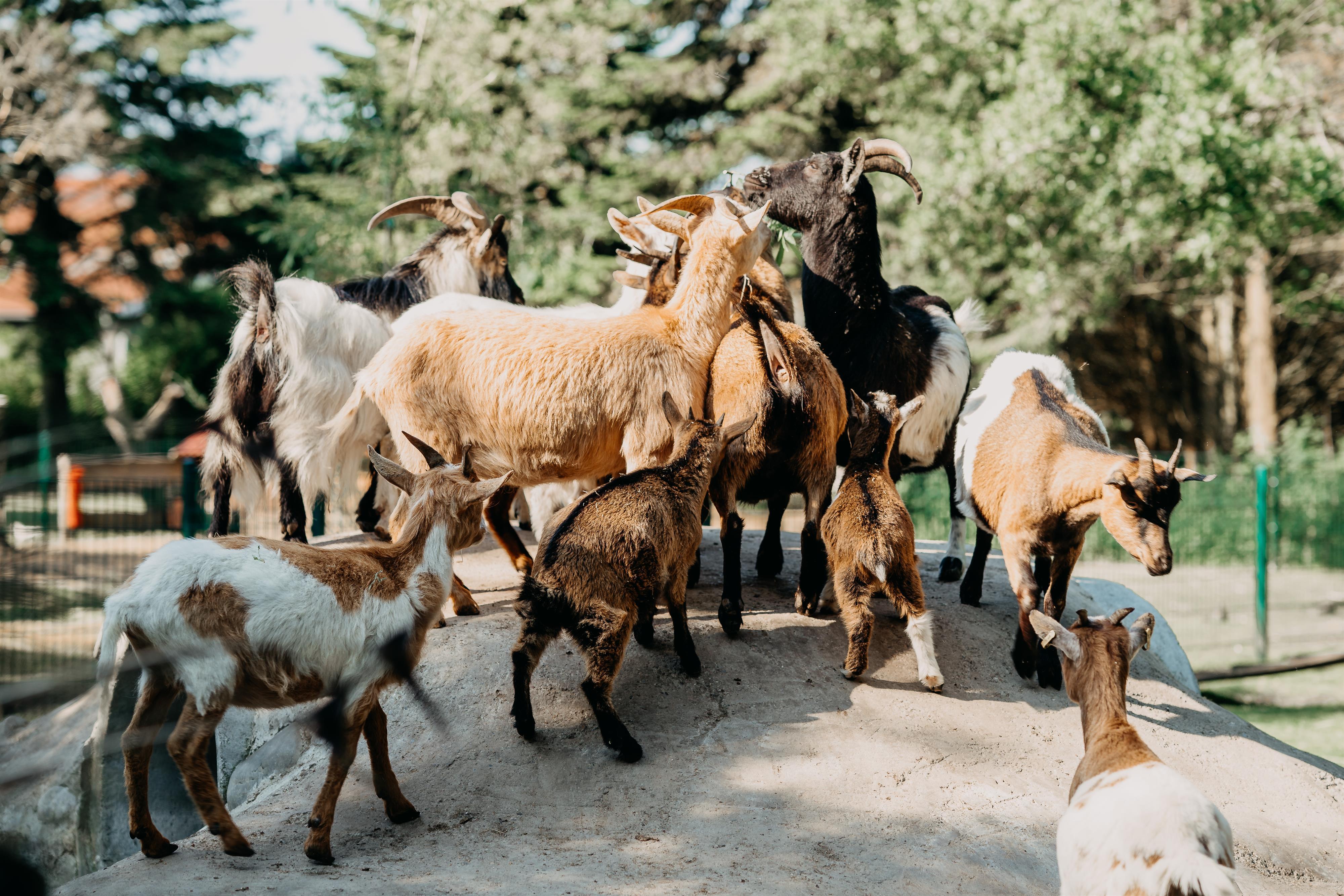 Birgits Tiergarten GbR – Bild 3