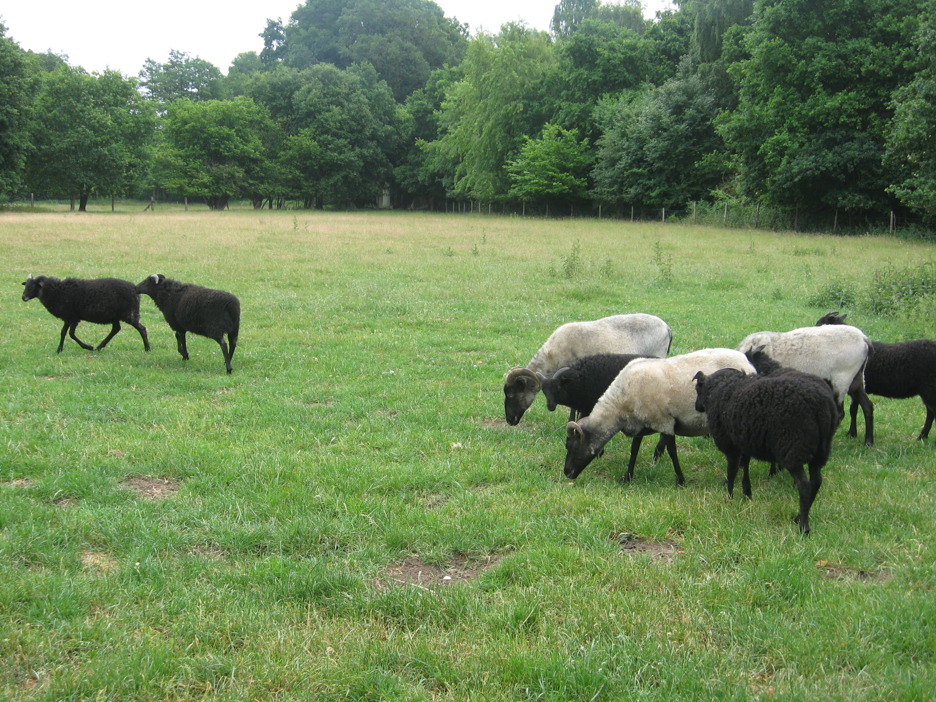Urlaub auf dem Bauernhof Bollerbü – Bild 5