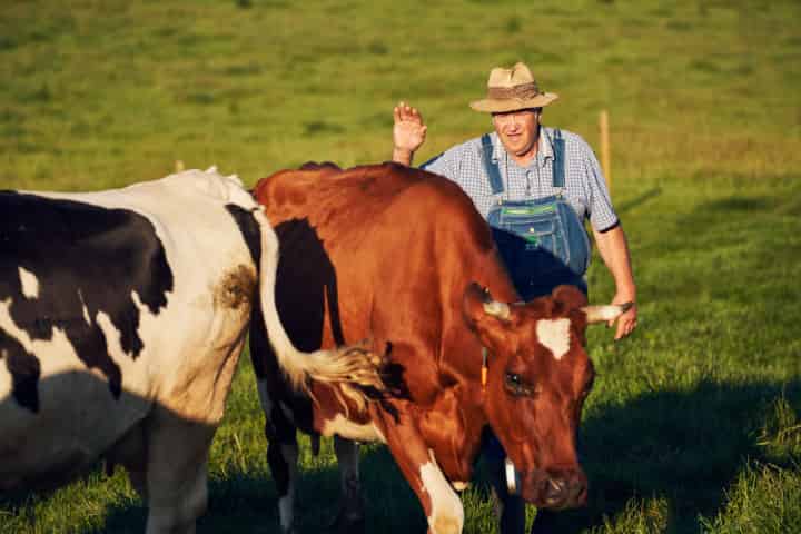 Hof Bogenschütz - Demeter Landwirtschaft im Schwarzwald – Bild 2