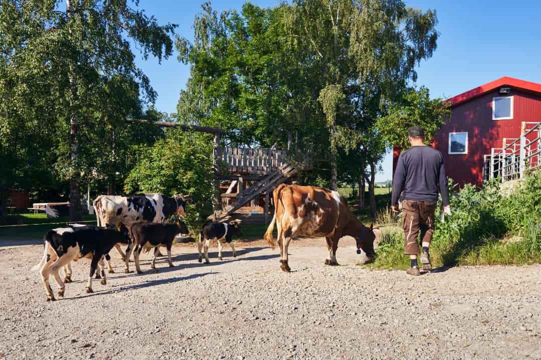 Hof Bogenschütz - Demeter Landwirtschaft im Schwarzwald – Bild 3