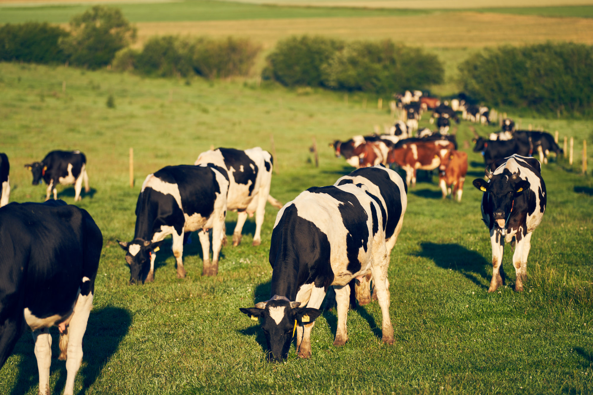 Hof Bogenschütz - Demeter Landwirtschaft im Schwarzwald – Bild 4