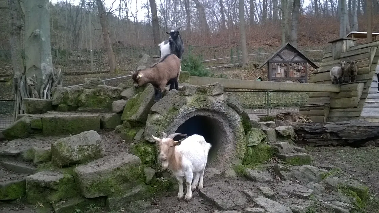 Tierpark Gera – Bild 6