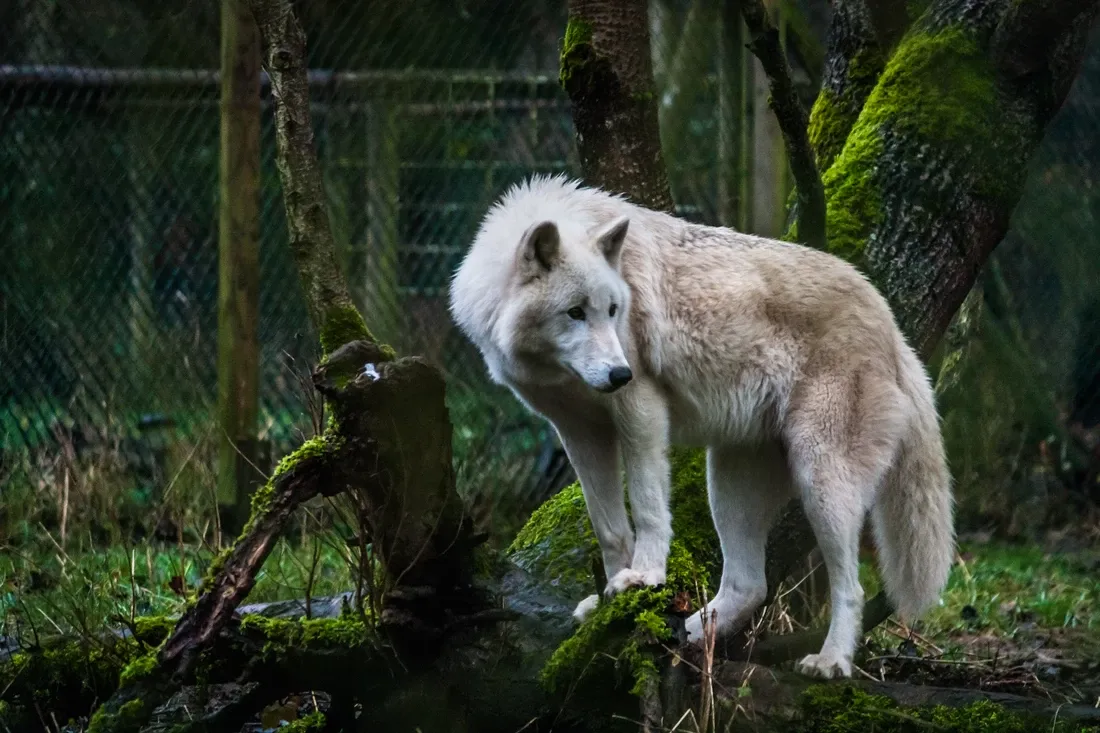 Wolfspark Werner Freund – Bild 3