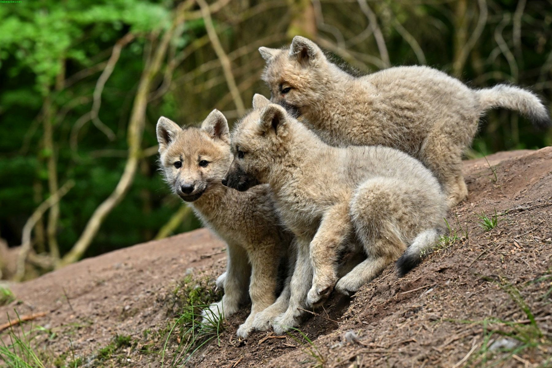 Wolfspark Werner Freund – Bild 4