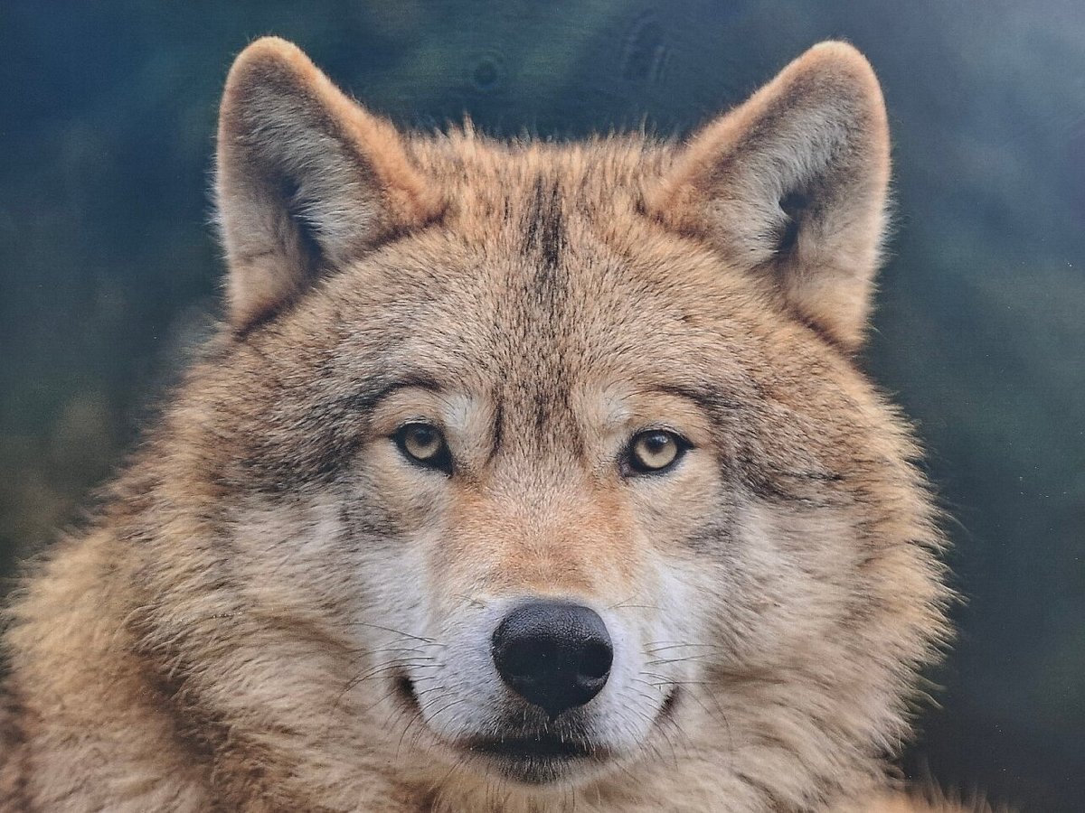 Wolfspark Werner Freund – Bild 6