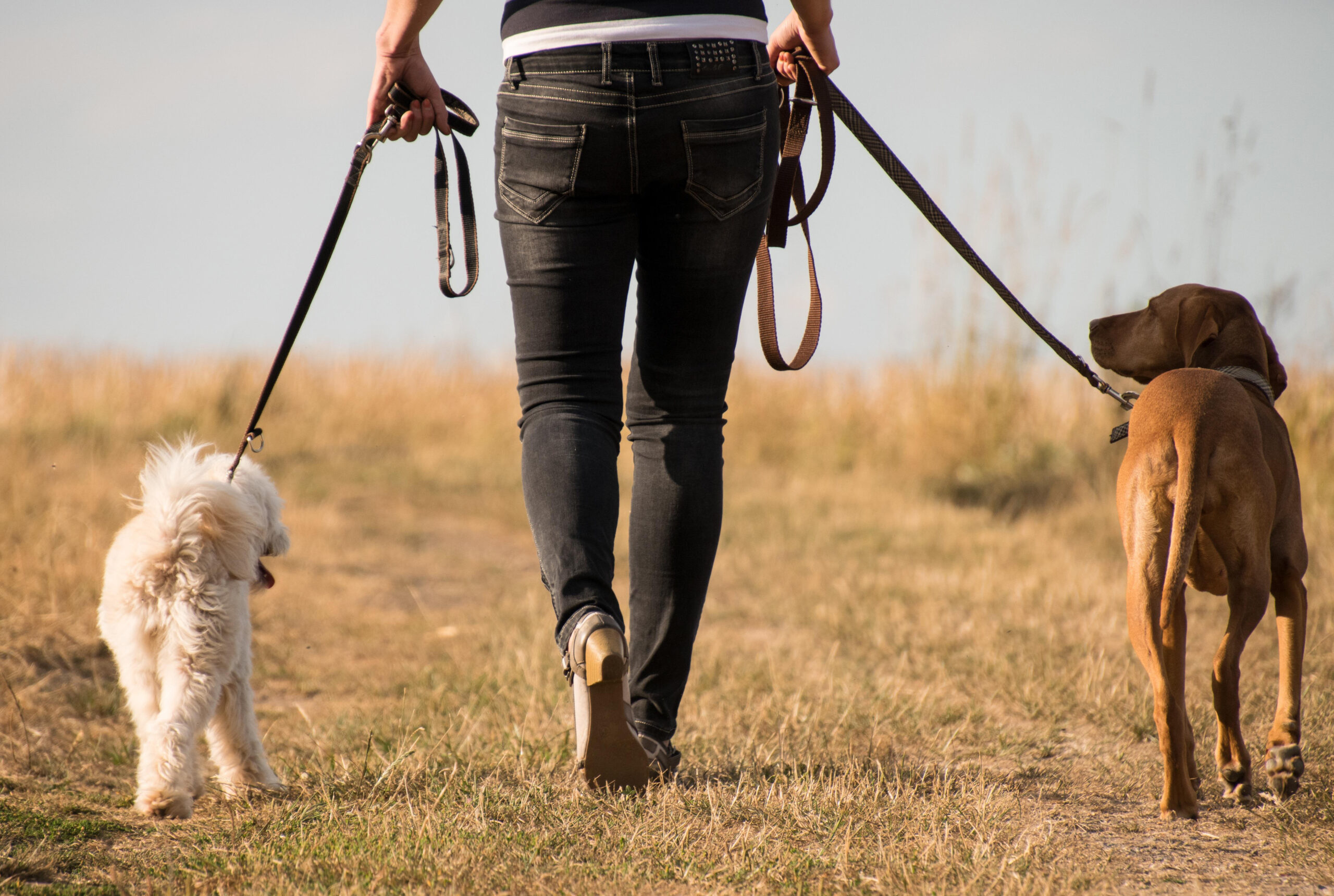 Ferienwohnungen Zum Faulen Hund – Bild 6