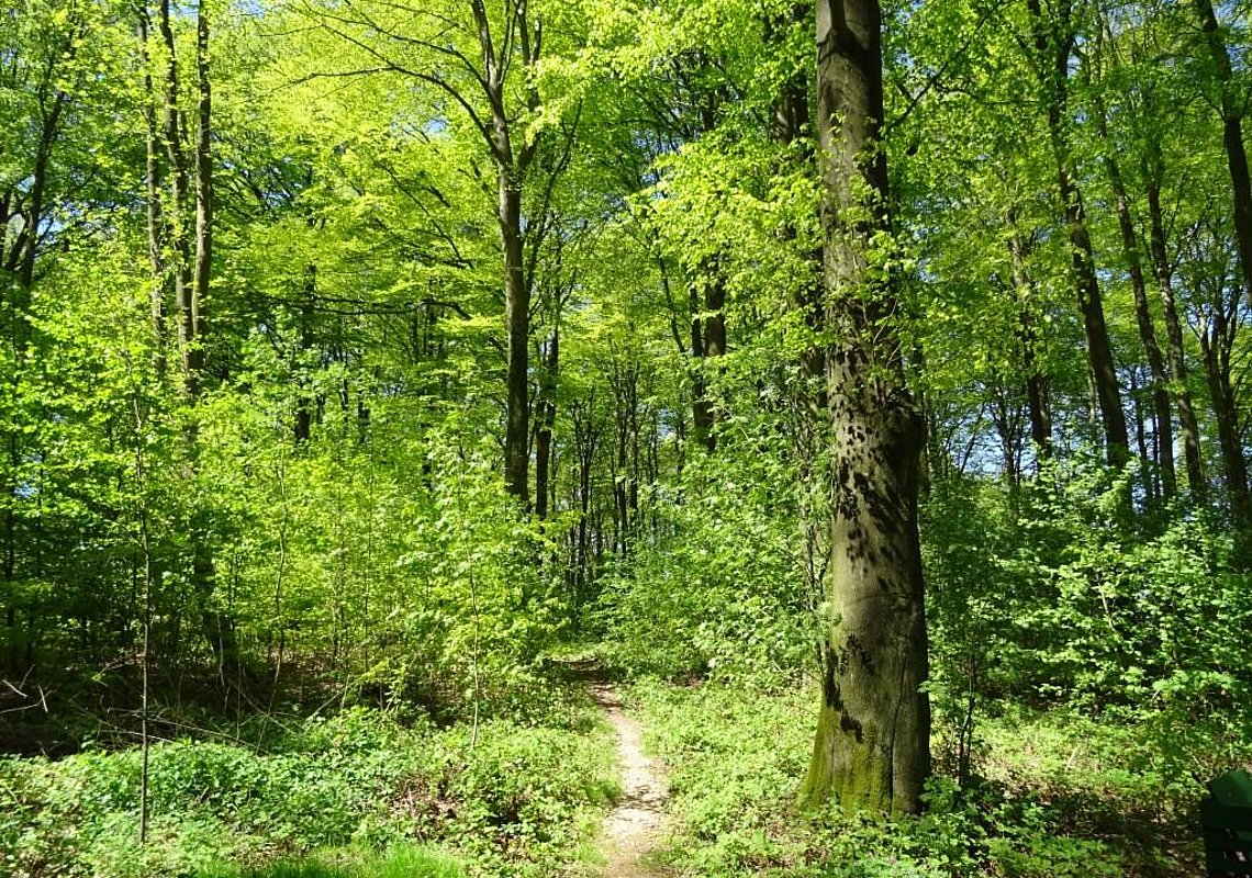 Grünes Klassenzimmer e.V. – Bild 3