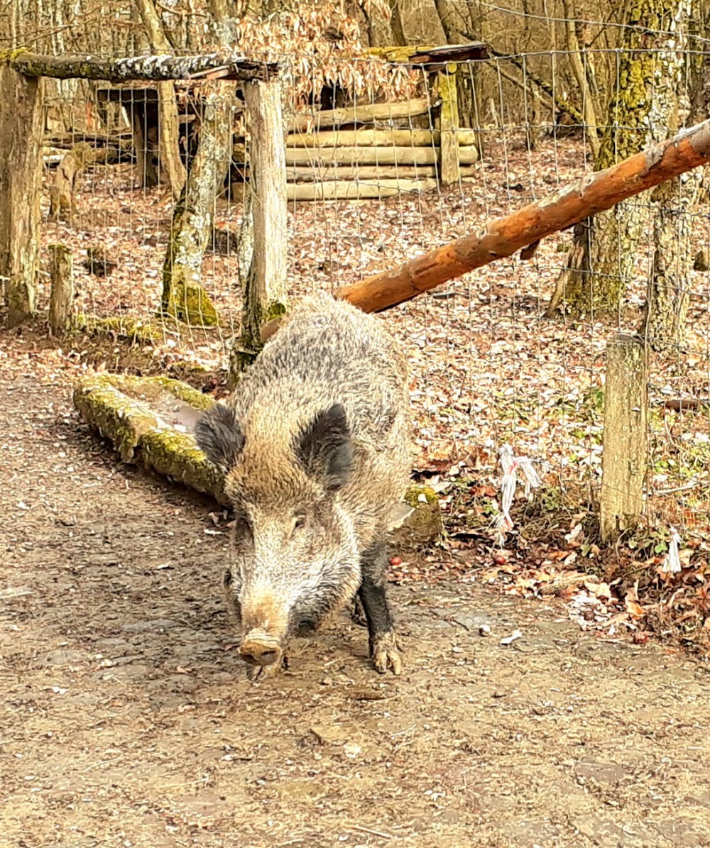 Wildpark Wiehl – Bild 1