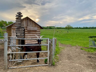 Ferienhof Barthems - der Görgenhof – Bild 4