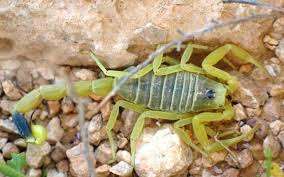 Le Nid du Scorpion (NDS) – Bild 2