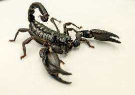 Le Nid du Scorpion (NDS) – Bild 4