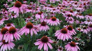 John Page Park – Bild 3