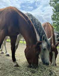 Farm Fantasia – Bild 1