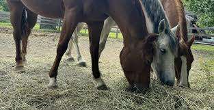 Farm Fantasia – Bild 3