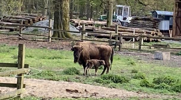 Wildpark Dünnwald – Bild 4